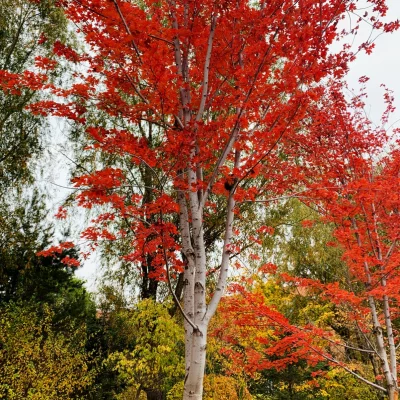 秋意浓<span style='color:red'>[置顶]</span>