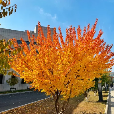 秋意浓<span style='color:red'>[置顶]</span>