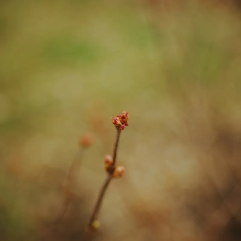 宾得K5+大公主FA43 f1.9的色彩