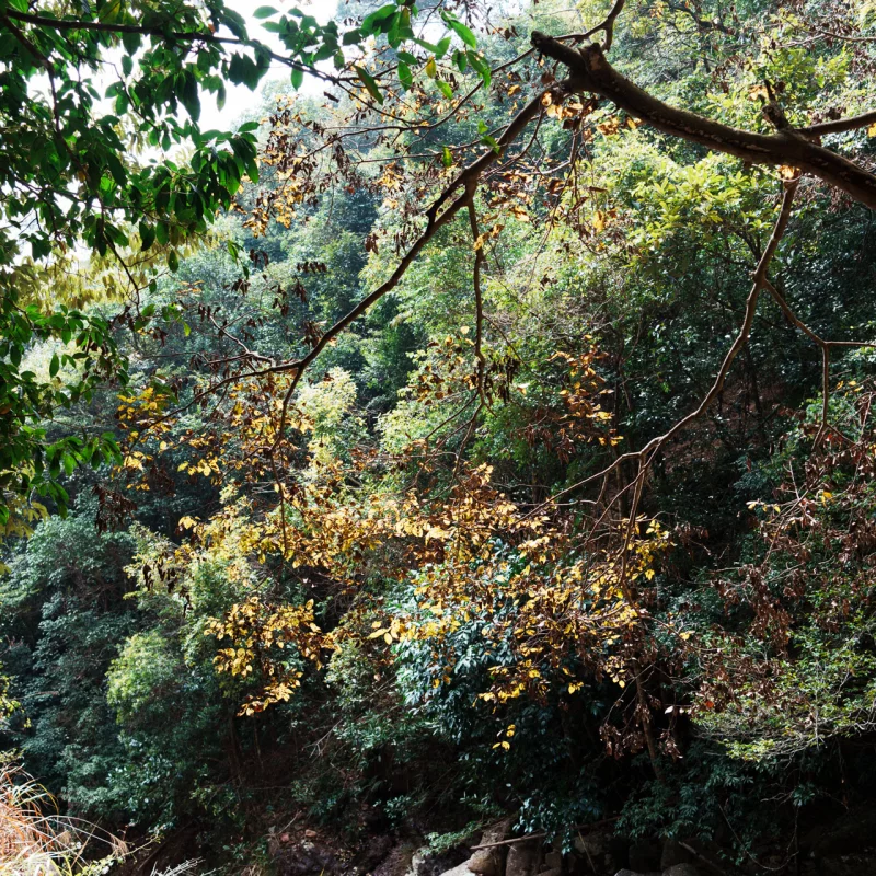 冬日那抹青绿色的暖意