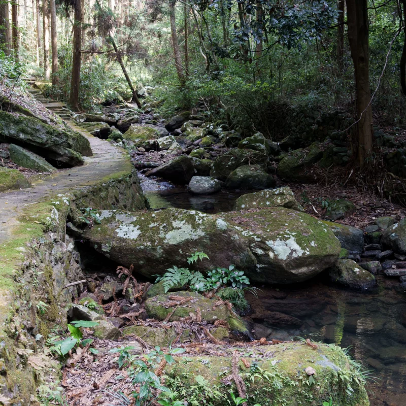 一条小路弯弯曲曲