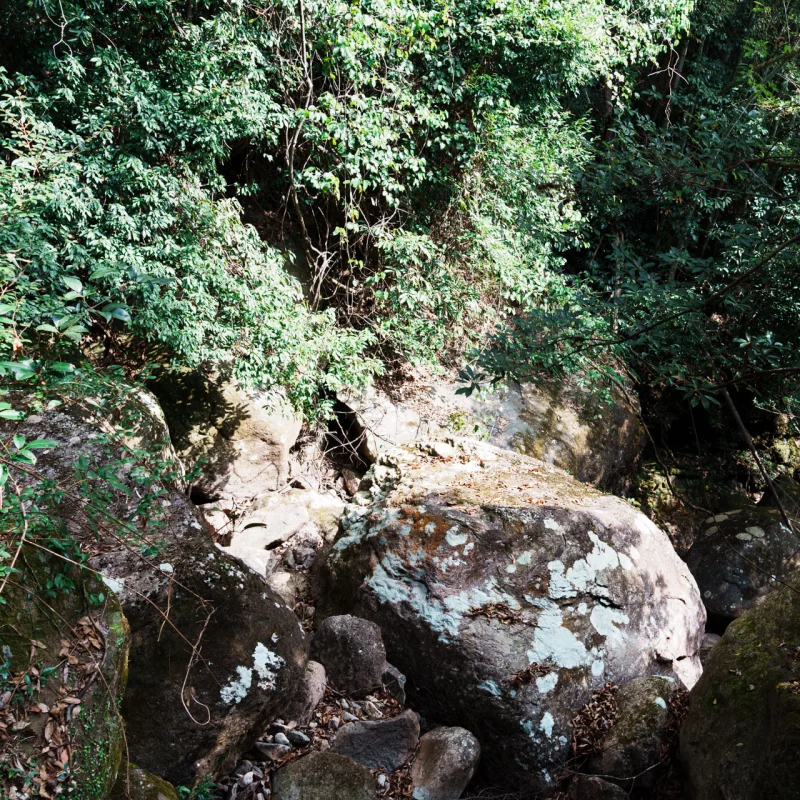 冬日那抹青绿色的暖意