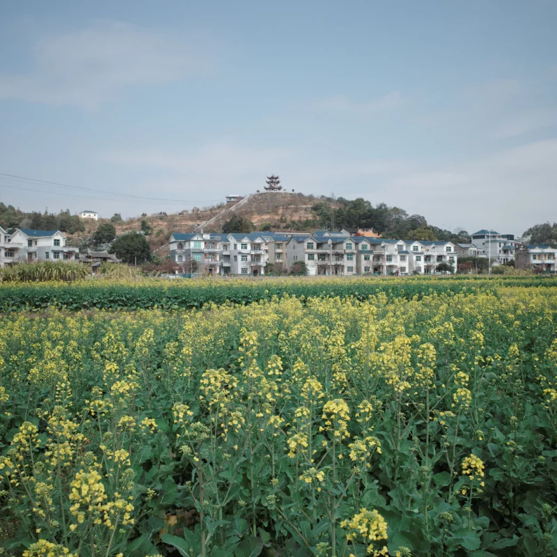 坪盘村油菜花