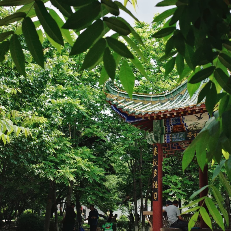 夏日的那一抹绿