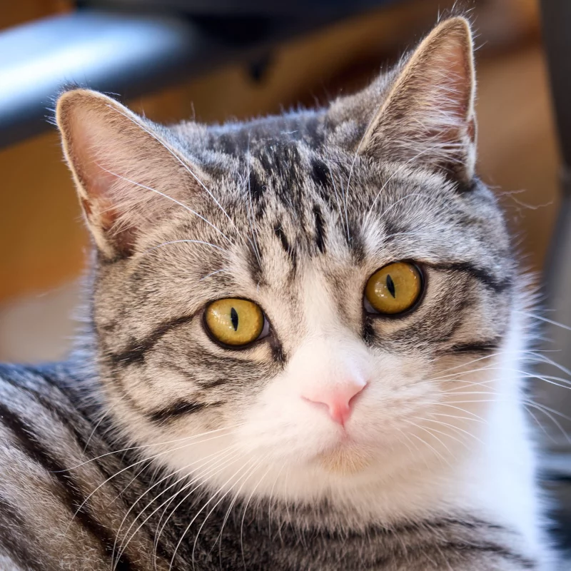 怀念猫小胖