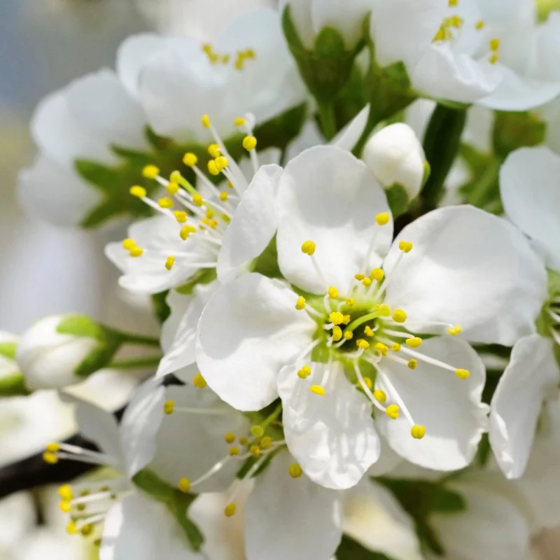 繁花