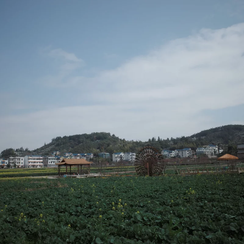 坪盘村油菜花