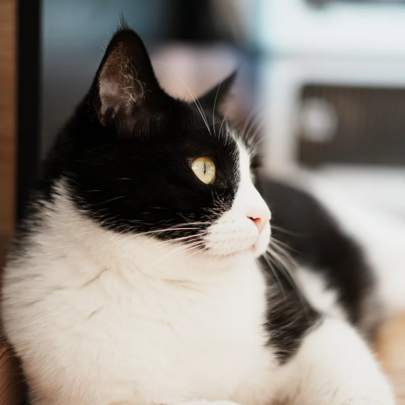 猫小咪三连