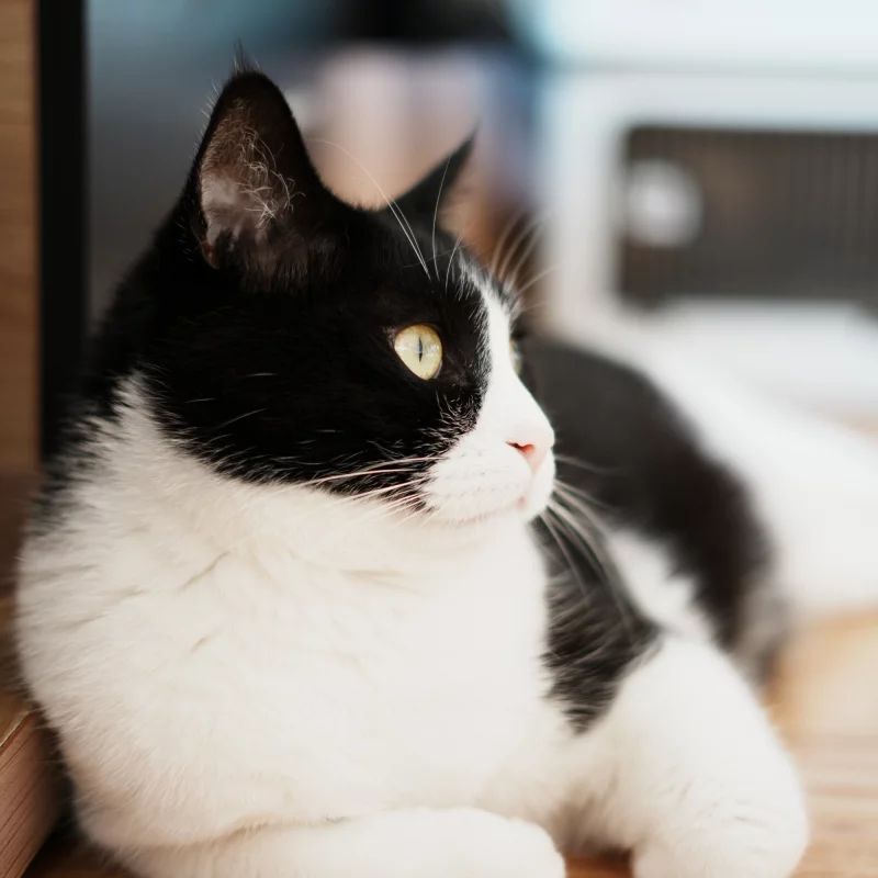 猫小咪三连