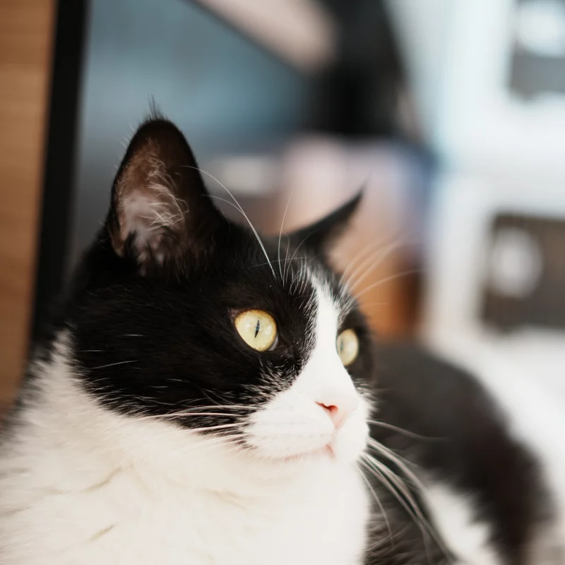 猫小咪三连
